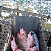 Picture 010